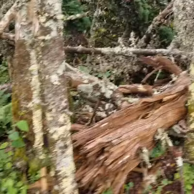 Blackberry Crossing Campground - Conway, NH