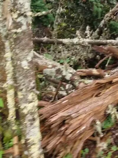 Blackberry Crossing Campground - Conway, NH