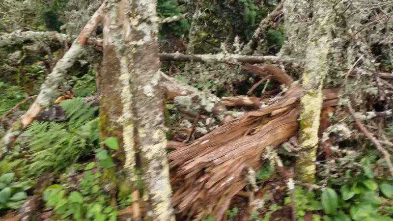 Blackberry Crossing Campground - Conway, NH