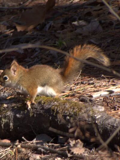 Mount Washington Valley Rec Path Trailhead - Conway, NH