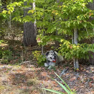 North Conway Recreation Path - Conway, NH