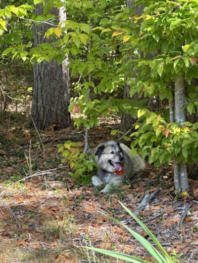 North Conway Recreation Path - Conway, NH