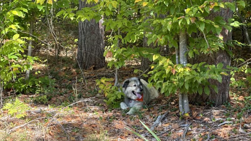 North Conway Recreation Path - Conway, NH