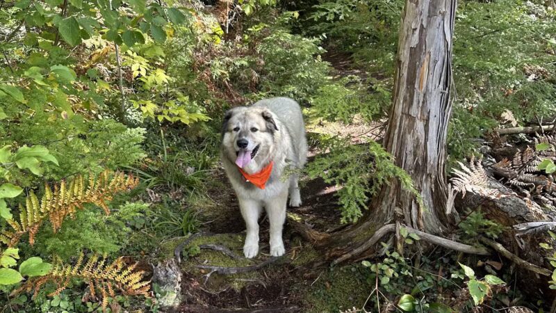 North Conway Recreation Path - Conway, NH