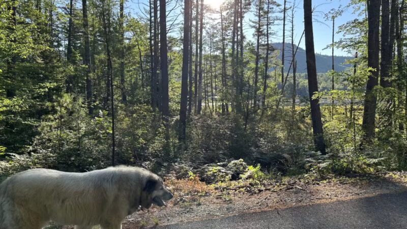 North Conway Recreation Path - Conway, NH