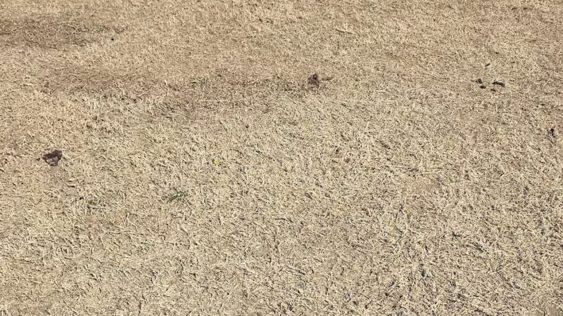 The Bark Park - Corinth, TX