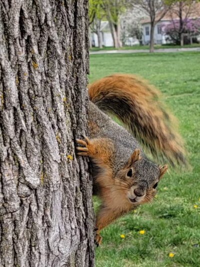 Peterson Park - Council Bluffs, IA