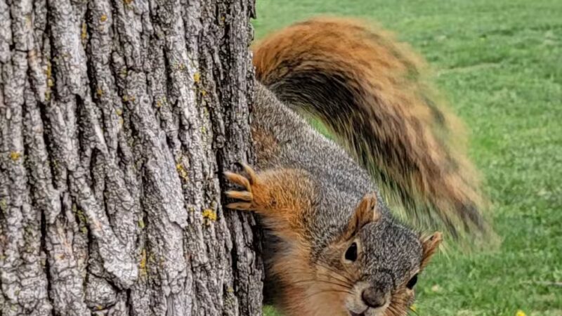 Peterson Park - Council Bluffs, IA