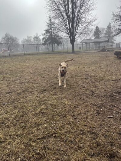 Valley View Dog Park - Council Bluffs, IA