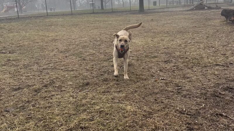 Valley View Dog Park - Council Bluffs, IA