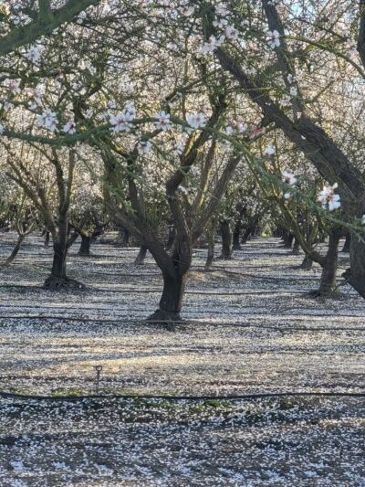 MacConnell Park - Cranford, NJ