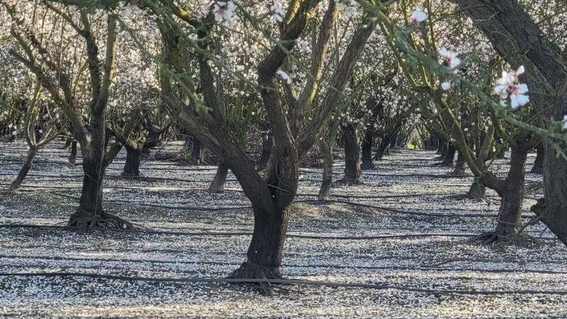 MacConnell Park - Cranford, NJ