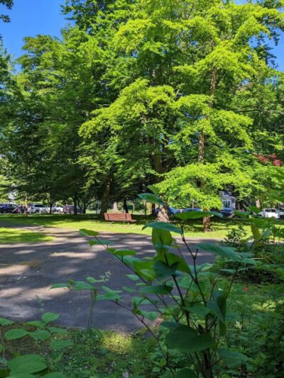 MacConnell Park - Cranford, NJ