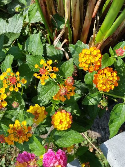 Crescent City Park - Crescent, IA