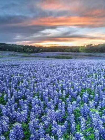 Trinity RV Park - Cresson, TX