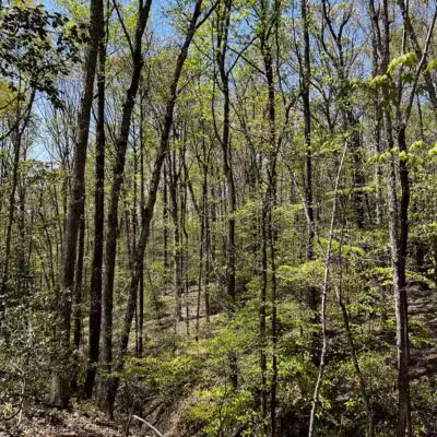 Bacon Ridge Trail Head - Bacon Ridge Rd - North Parking - Crownsville, MD