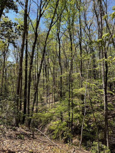 Bacon Ridge Trail Head - Bacon Ridge Rd - North Parking - Crownsville, MD
