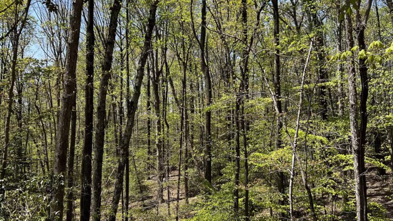 Bacon Ridge Trail Head - Bacon Ridge Rd - North Parking - Crownsville, MD