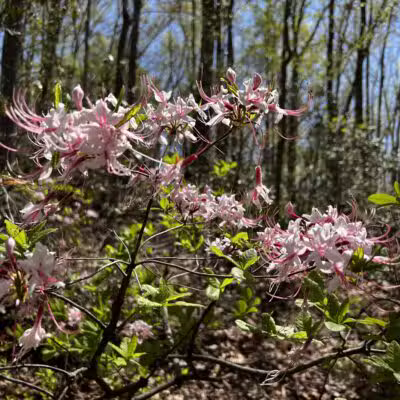 Bacon Ridge Trail Head - Bacon Ridge Rd - North Parking - Crownsville, MD