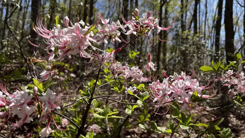Bacon Ridge Trail Head - Bacon Ridge Rd - North Parking - Crownsville, MD