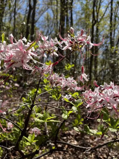 Bacon Ridge Trail Head - Bacon Ridge Rd - North Parking - Crownsville, MD