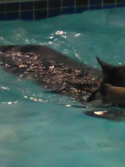 Canine Fitness Center LLC - Crownsville, MD