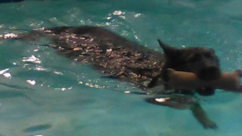 Canine Fitness Center LLC - Crownsville, MD