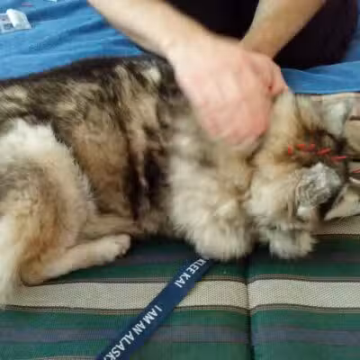 Canine Fitness Center LLC - Crownsville, MD