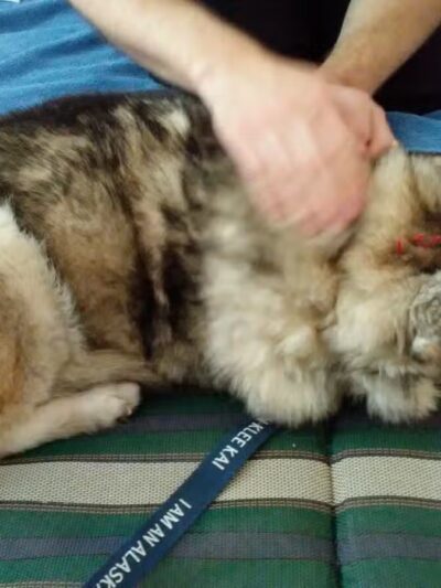 Canine Fitness Center LLC - Crownsville, MD