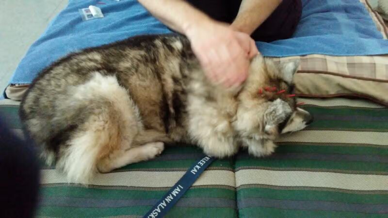 Canine Fitness Center LLC - Crownsville, MD