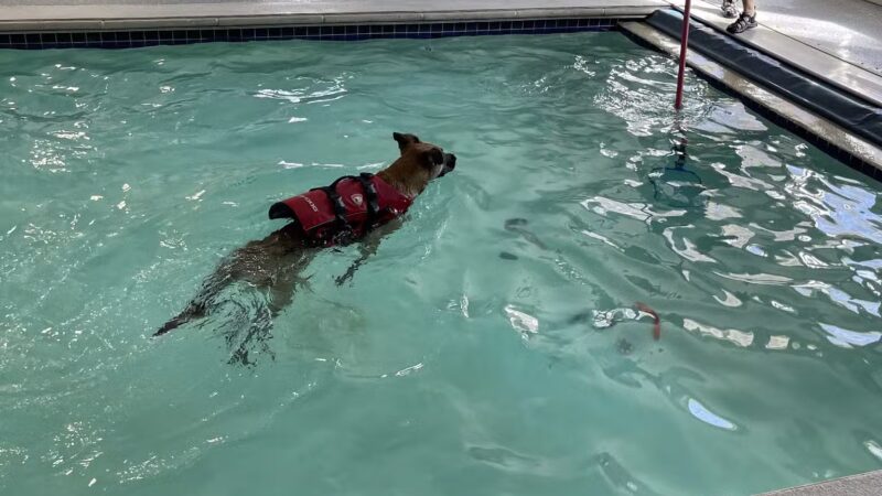 Canine Fitness Center LLC - Crownsville, MD