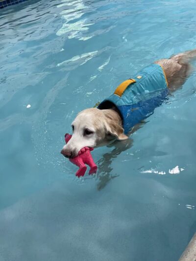 Canine Fitness Center LLC - Crownsville, MD