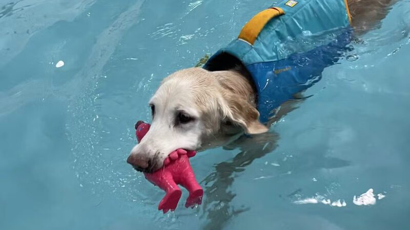 Canine Fitness Center LLC - Crownsville, MD