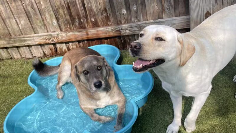 Cozy Canine Camp - Crownsville, MD