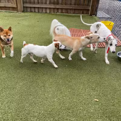 Cozy Canine Camp - Crownsville, MD