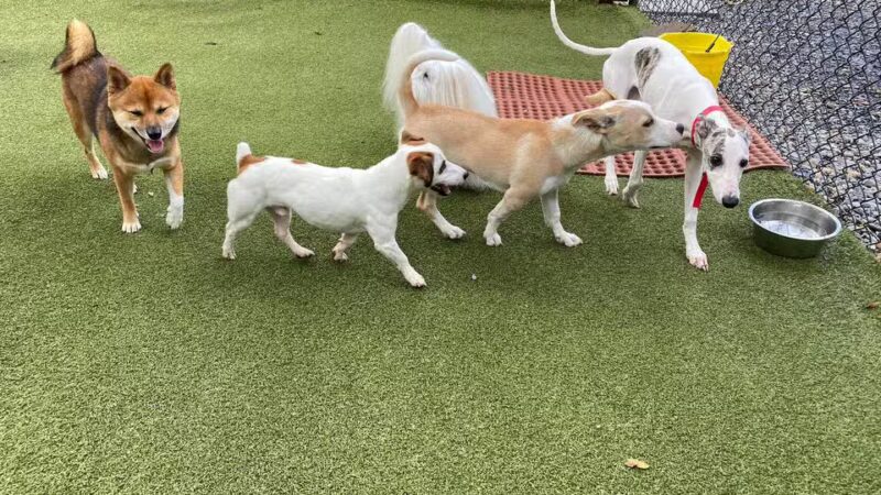 Cozy Canine Camp - Crownsville, MD