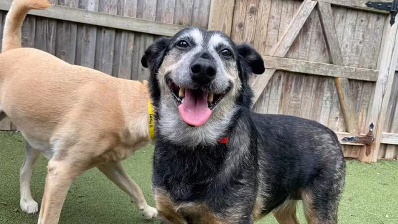 Cozy Canine Camp - Crownsville, MD