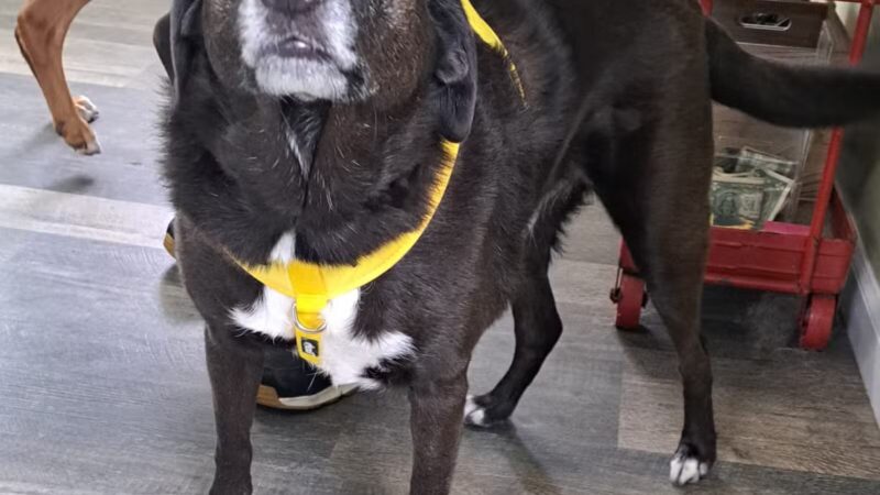 Cozy Canine Camp - Crownsville, MD