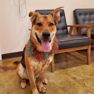 Crownsville Canine - Crownsville, MD