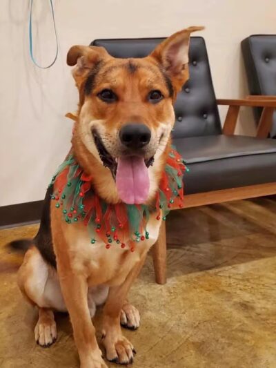 Crownsville Canine - Crownsville, MD