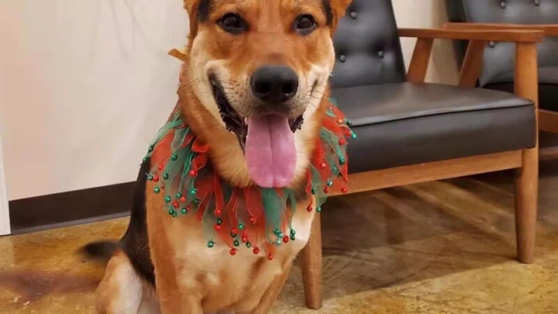 Crownsville Canine - Crownsville, MD