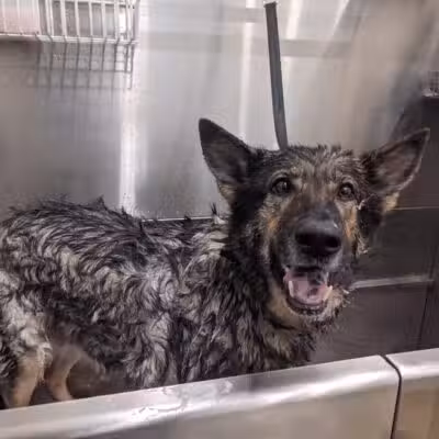 Crownsville Canine - Crownsville, MD