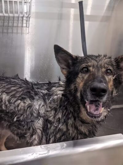 Crownsville Canine - Crownsville, MD