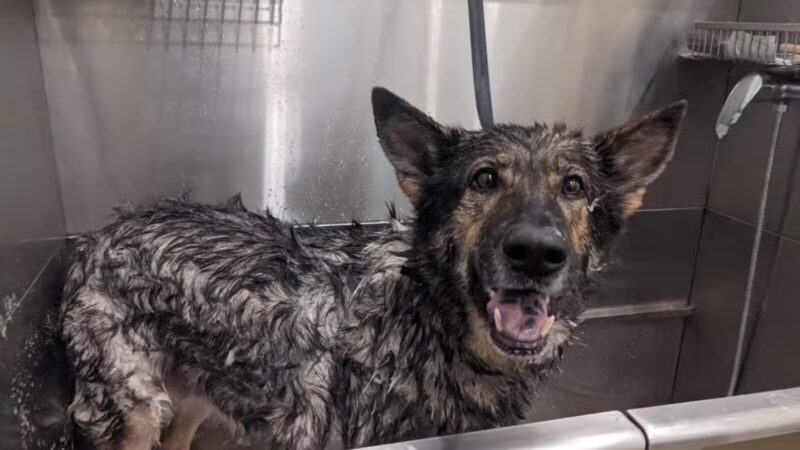 Crownsville Canine - Crownsville, MD