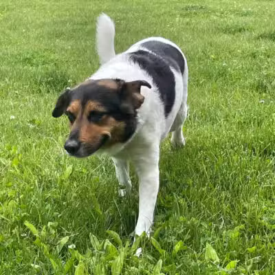 Crownsville Canine - Crownsville, MD