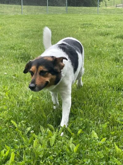 Crownsville Canine - Crownsville, MD