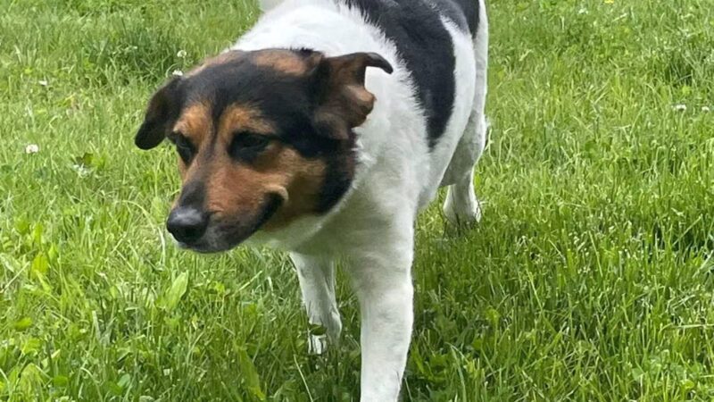 Crownsville Canine - Crownsville, MD