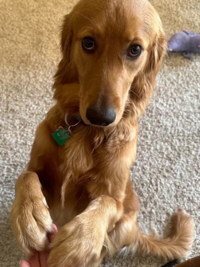 Crownsville Canine - Crownsville, MD