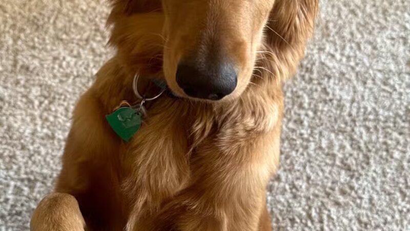 Crownsville Canine - Crownsville, MD