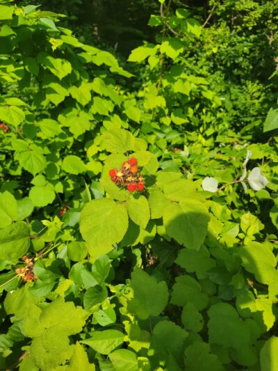 Generals Highway Corridor Park - Crownsville, MD